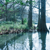 篠栗九大の森の蒲田池に映る樹木の景観と水辺環境の写真