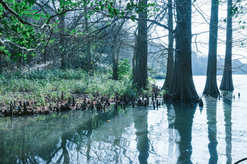 篠栗九大の森の蒲田池に映る樹木の景観と水辺環境
