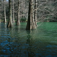 篠栗九大の森のラクウショウが水に浸かる呼吸根の写真