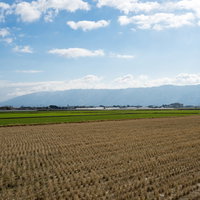 刈終えた田んぼと緑の畑が広がる大刀洗の農村平野の写真