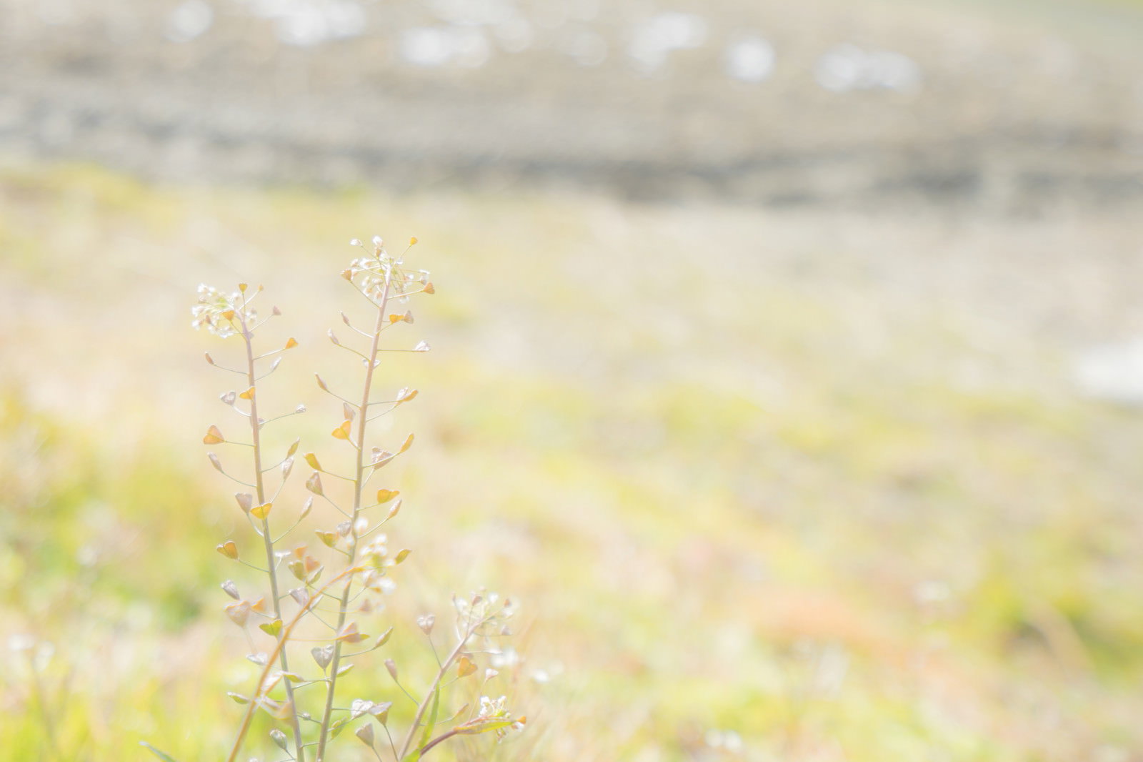 土手に咲く小さな白い花のぺんぺん草