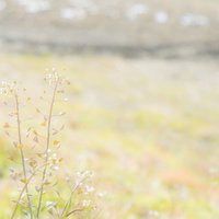 土手に咲くぺんぺん草と春の野草の写真