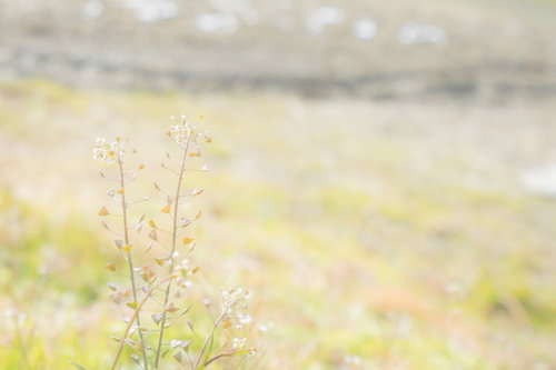 土手に咲くぺんぺん草と春の野草
