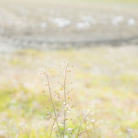 畑端に咲く白いナズナの写真