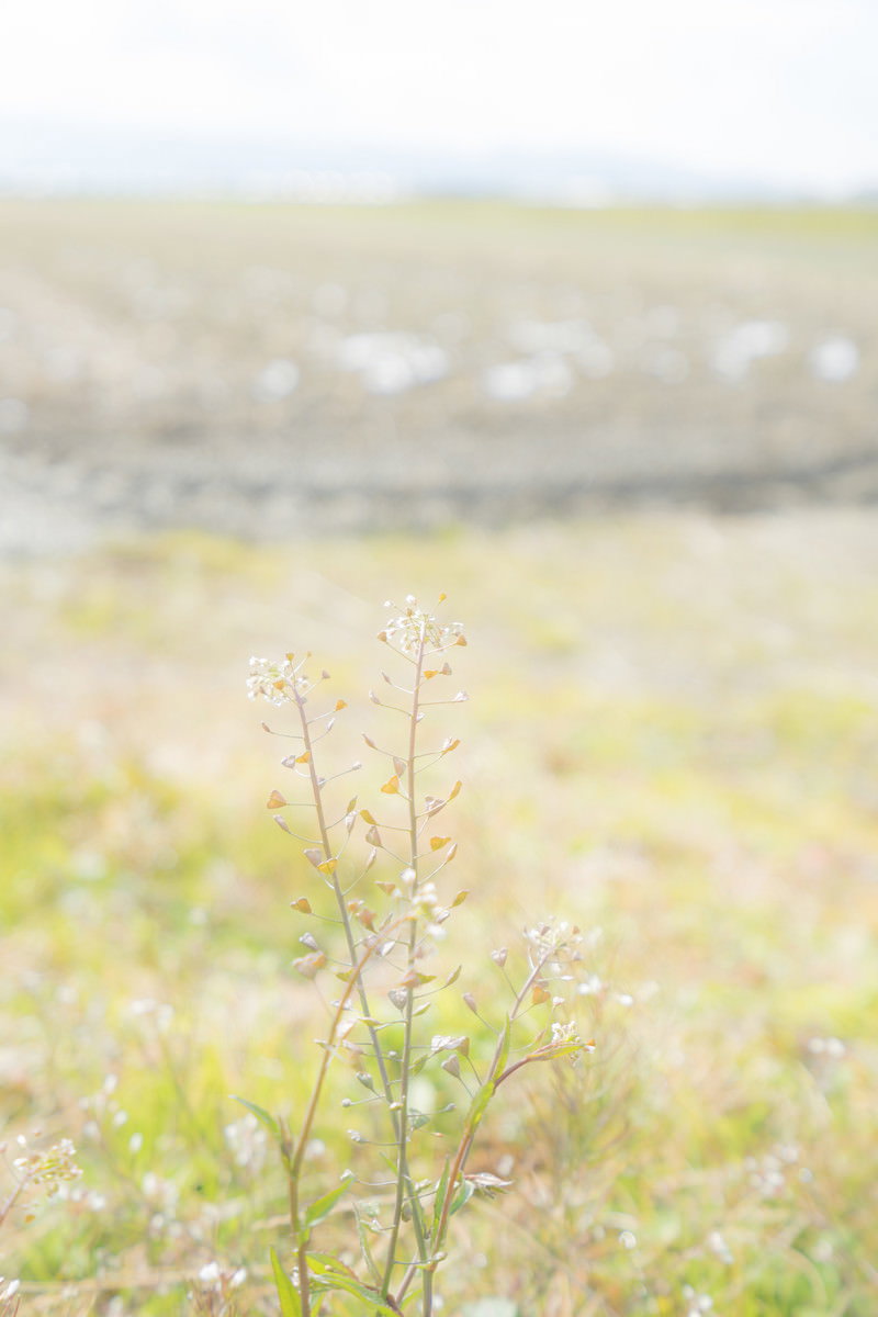 畑端にひっそりと咲く白い小さな花をつけたナズナ