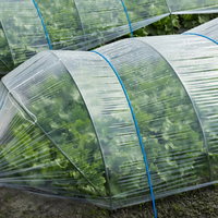 ハウス栽培で育つ緑色のレタスと葉物野菜（大刀洗町）の写真