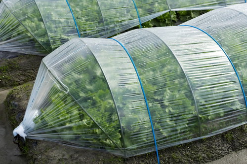 ハウス栽培で育つ緑色のレタスと葉物野菜（大刀洗町）