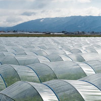 大刀洗町の葉物野菜を育てるハウス栽培の風景の写真