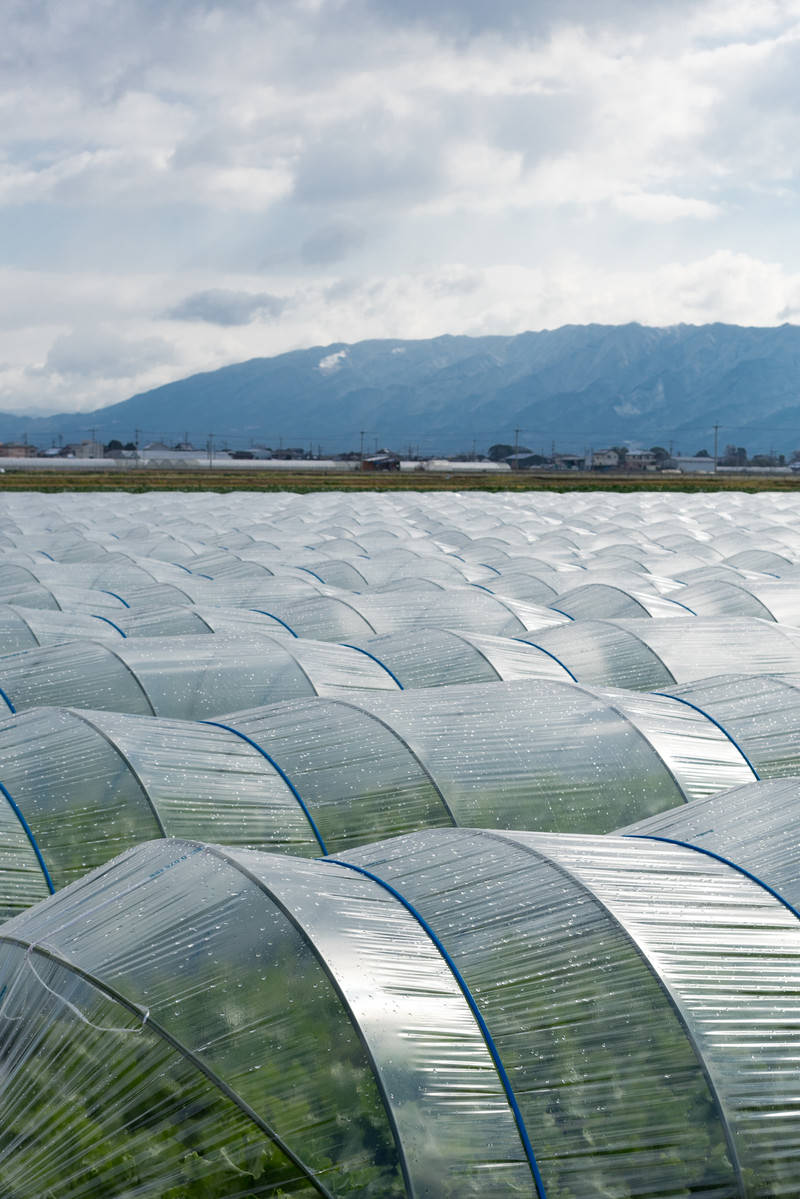 整然と並んだビニールハウスでの葉物野菜栽培風景