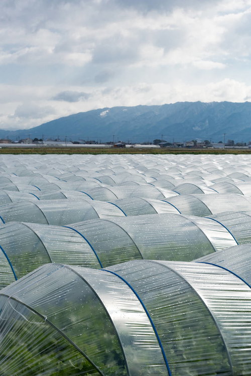 大刀洗町の葉物野菜を育てるハウス栽培の風景