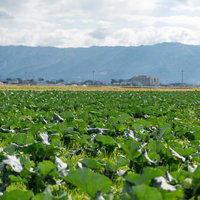 太陽の日を浴びて広がる青空の下の葉物野菜畑（大刀洗町）の写真