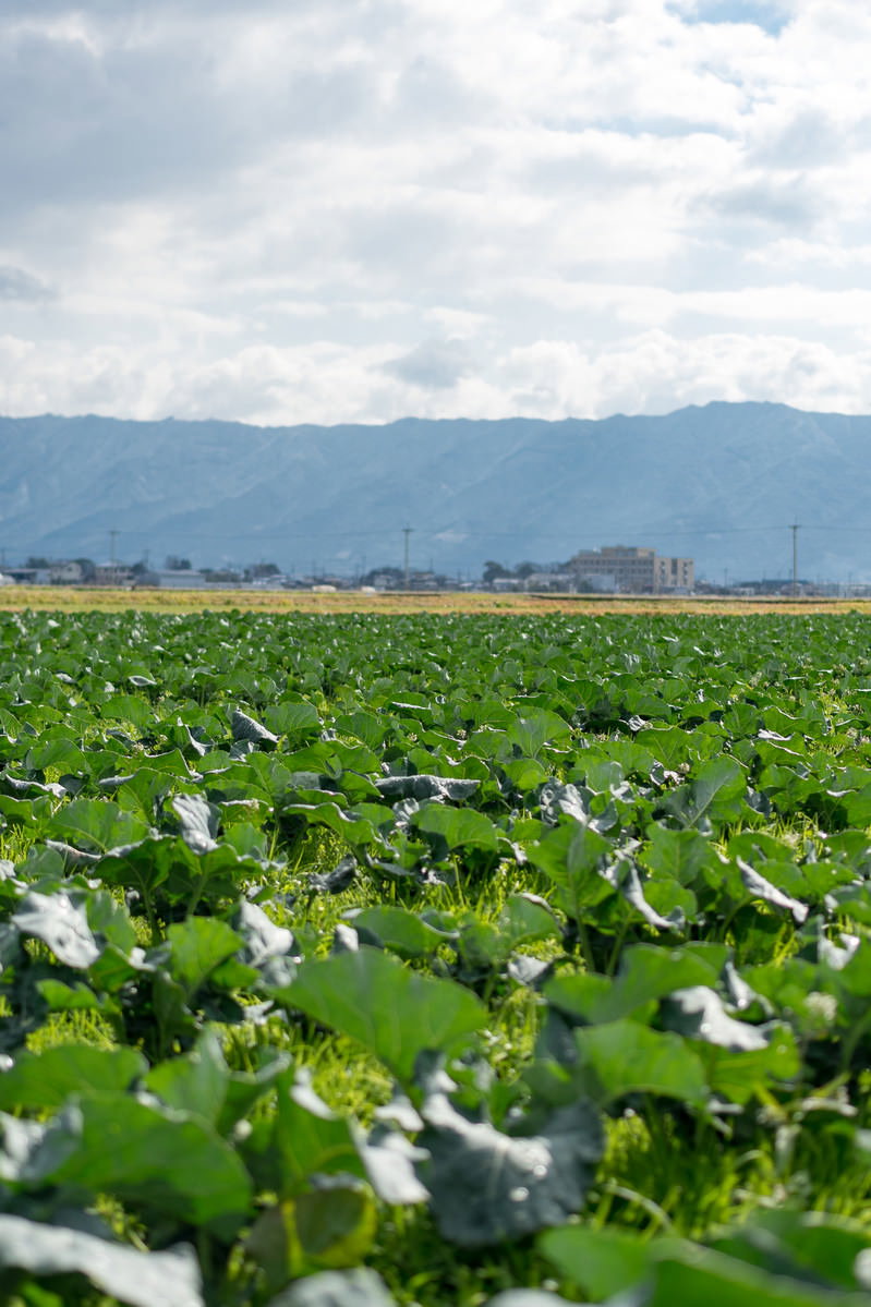 青空の下で生い茂る緑の葉物野菜畑と遠方の山並み