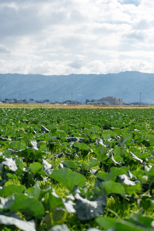 太陽の日を浴びて広がる青空の下の葉物野菜畑（大刀洗町）