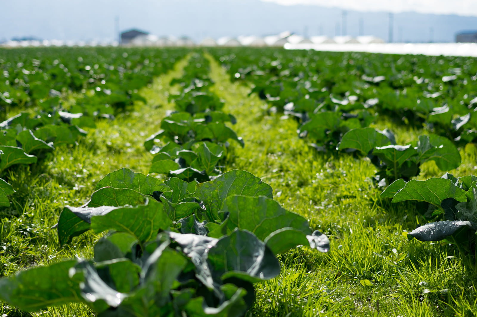 青空の下で一面に広がる畑で育つ緑の葉物野菜