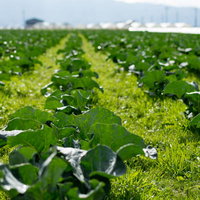 青空の下、一面に広がる葉物野菜の畑（大刀洗町）の写真