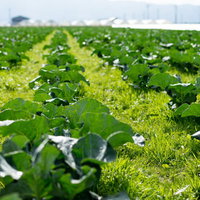 福岡県大刀洗の緑の野菜畑、整然と並ぶ畝と農業施設の写真