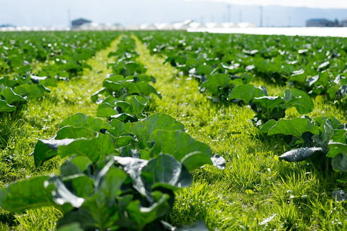 福岡県大刀洗の緑の野菜畑、整然と並ぶ畝と農業施設