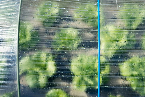 ハウス越しに見る葉物野菜（大刀洗町）