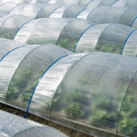 大刀洗町のビニールハウスで育つ葉物野菜の栽培風景の写真