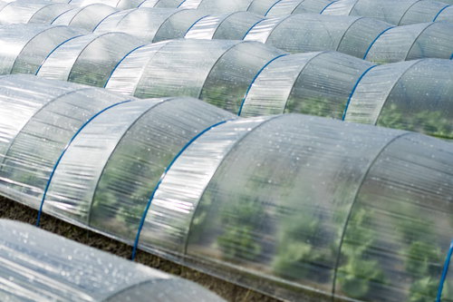 大刀洗町のビニールハウスで育つ葉物野菜の栽培風景