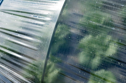 大刀洗町のハウス栽培、ビニールに付いた水滴