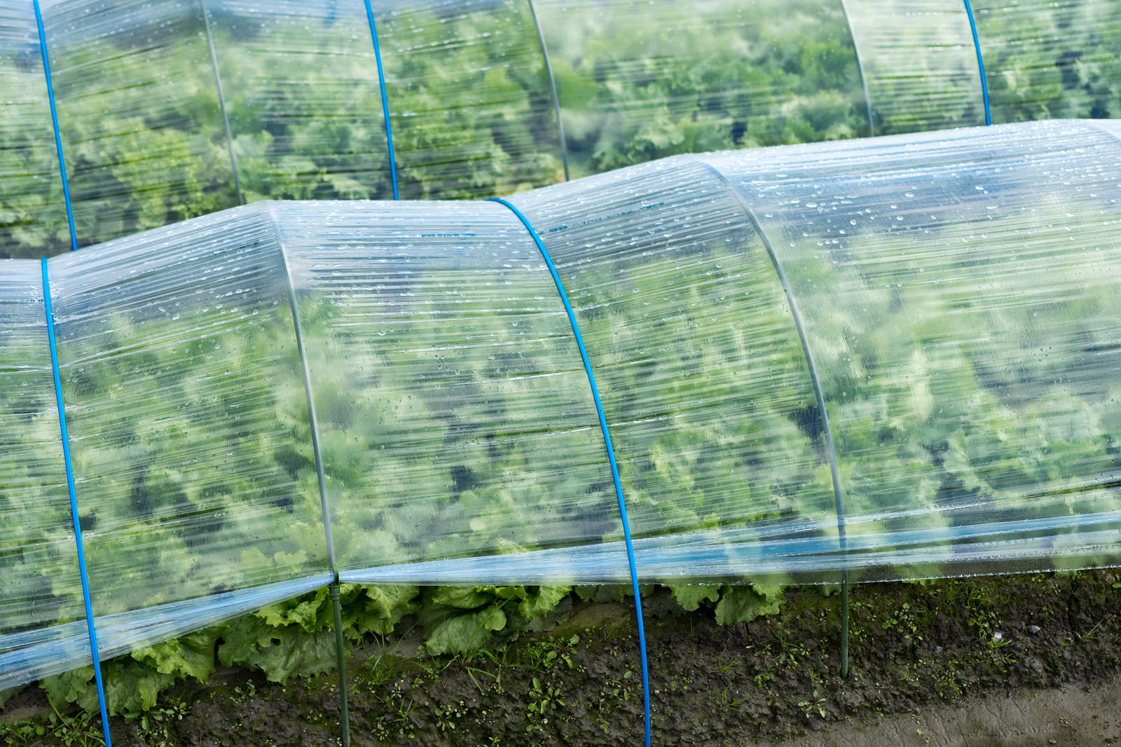 水滴の付いたビニールハウス越しに見える緑の葉物野菜