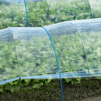 ハウスの脇から覗く水滴に濡れた葉物野菜（大刀洗町）の写真