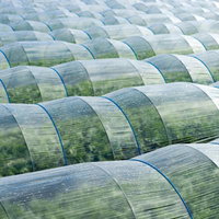 青いバンド付きの葉物野菜ハウス、連棟ビニールハウスの温度管理施設栽培の写真