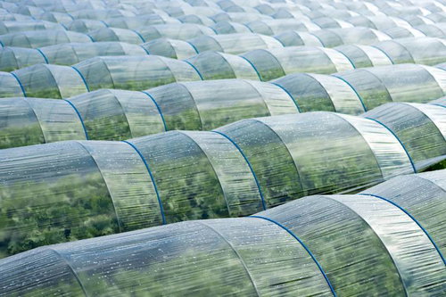 青いバンド付きの葉物野菜ハウス、連棟ビニールハウスの温度管理施設栽培