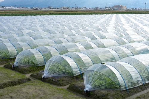 福岡県大刀洗町のビニールハウス栽培による葉物野菜農場の風景