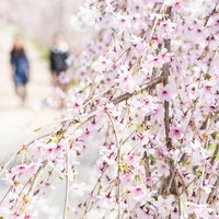 花見をするふたりと満開の桜の枝、春の風景の写真