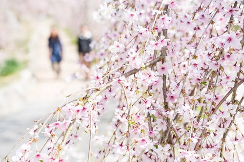 花見をするふたりと満開の桜の枝、春の風景