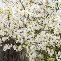 咲き始めの桜の木の白い花が満開に咲く春の風景の写真