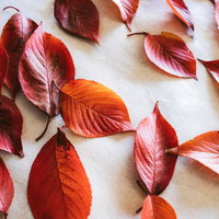 白い和紙の上に並べた秋の落葉と枯葉、紅葉の色づきの写真