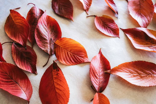 白い和紙の上に並べた秋の落葉と枯葉、紅葉の色づき