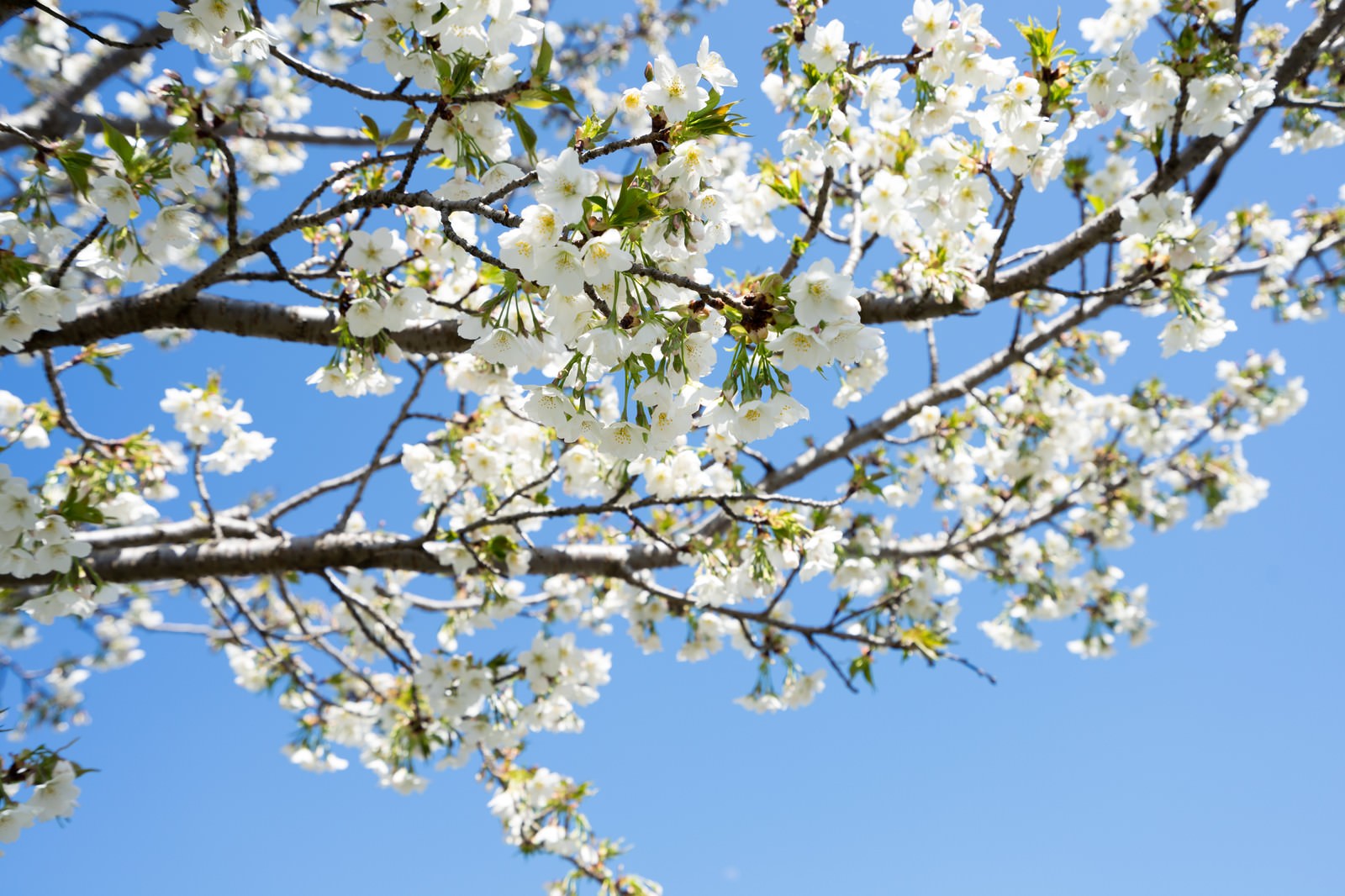 青空を背景に白い花と葉が咲く桜の枝