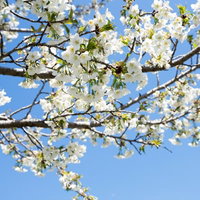 白い花が咲く桜の枝、青空を背景に（葉桜）の写真
