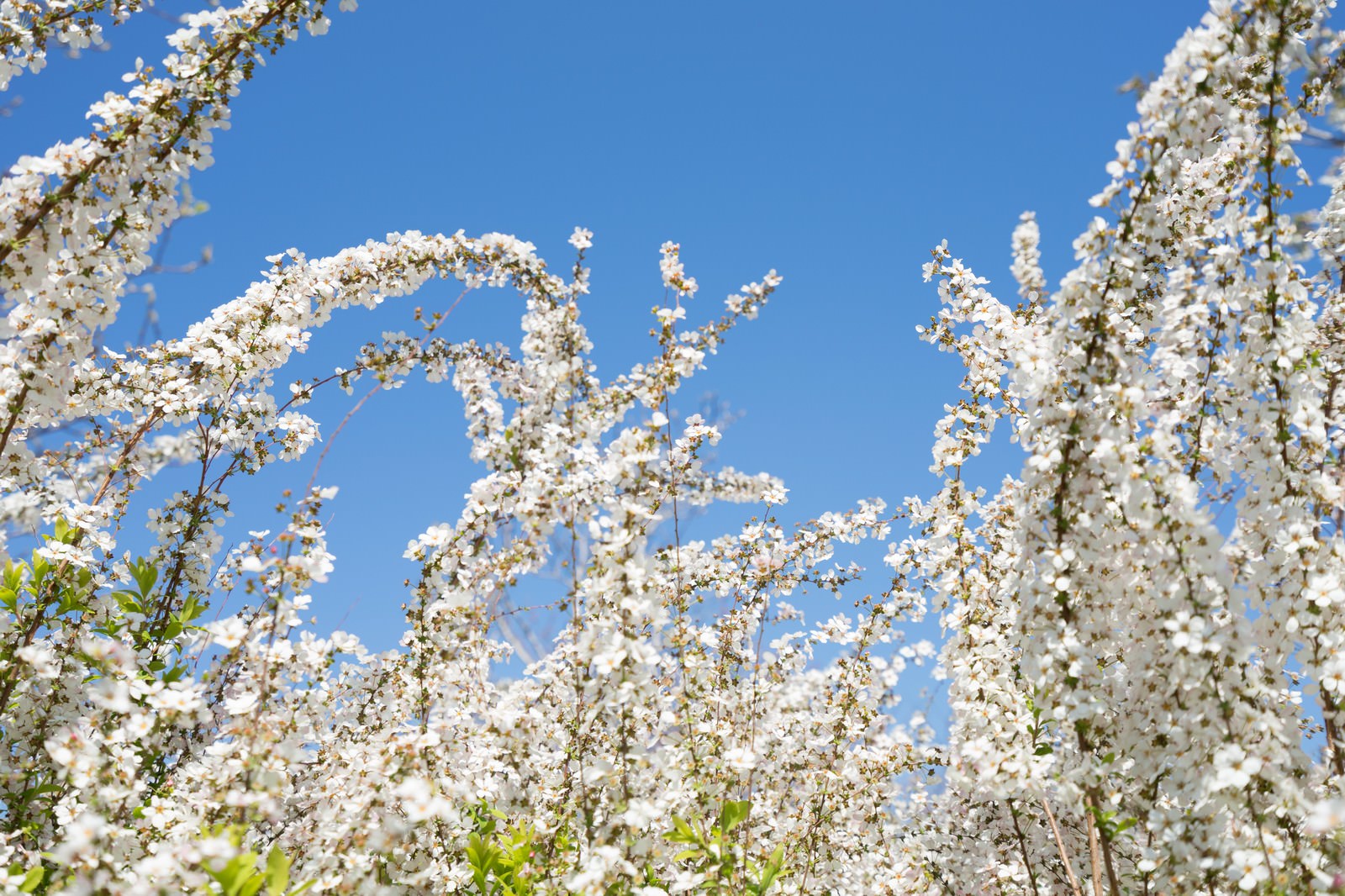 青空を背景に広がる葉桜の枝