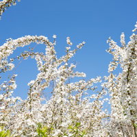 青空に映える葉桜と新緑の春風景。春から初夏への季節の移ろいの写真