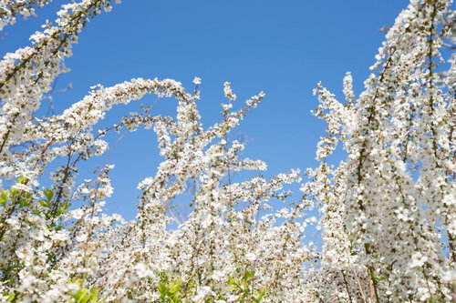 青空に映える葉桜と新緑の春風景。春から初夏への季節の移ろい