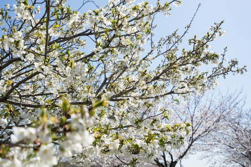 見頃を終えて新緑の葉が映える桜の枝と青空