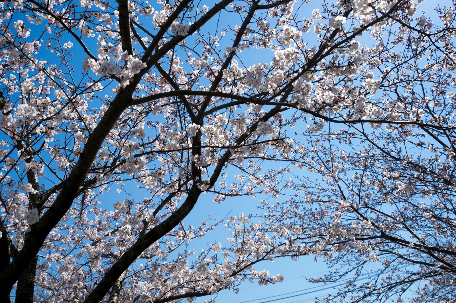 青空を背景に満開の桜の枝を見上げたアングル