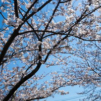 満開の桜の花と青空 - 見上げる春の季節の写真