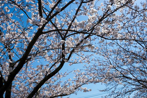 満開の桜の花と青空 - 見上げる春の季節
