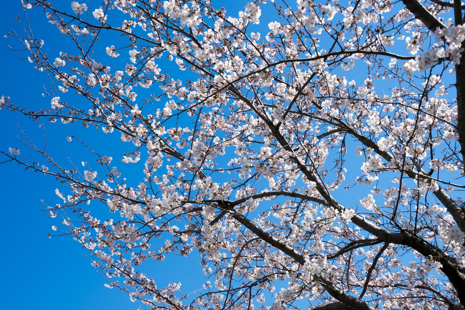 青空を背景に満開の桜を見上げる
