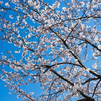 青空に映える桜の満開の開花 春の花見スポットの写真