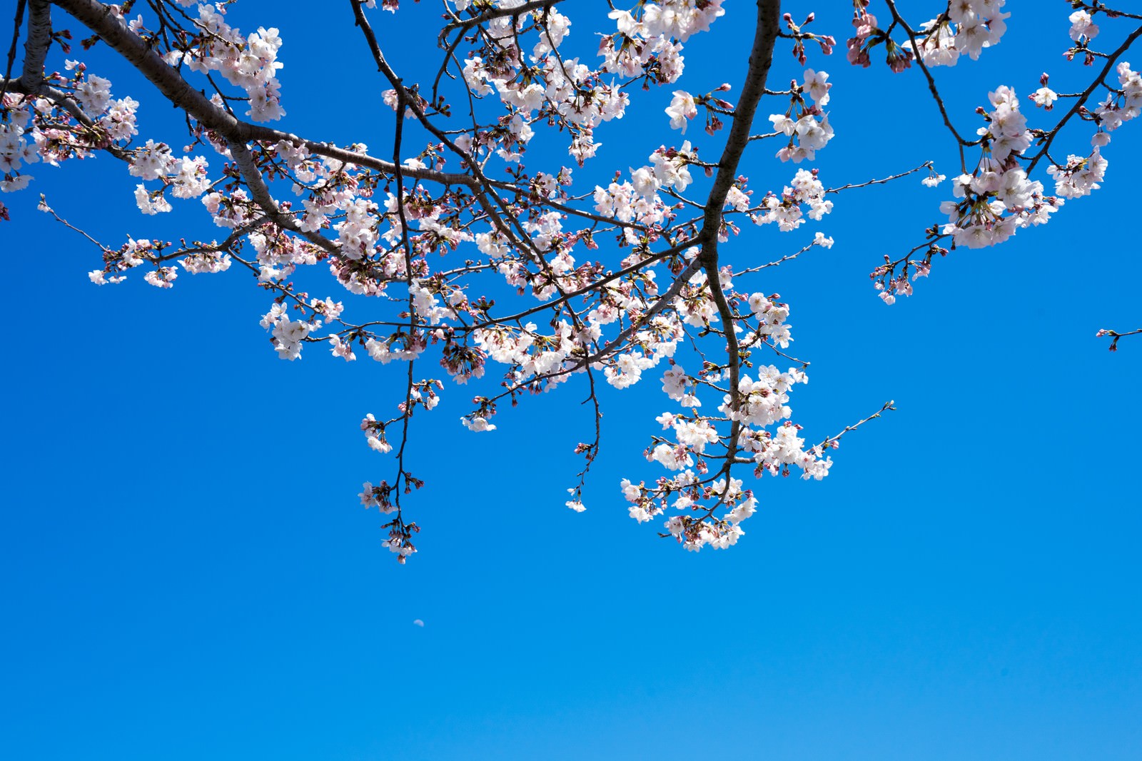 青空に広がる薄いピンクの桜の花