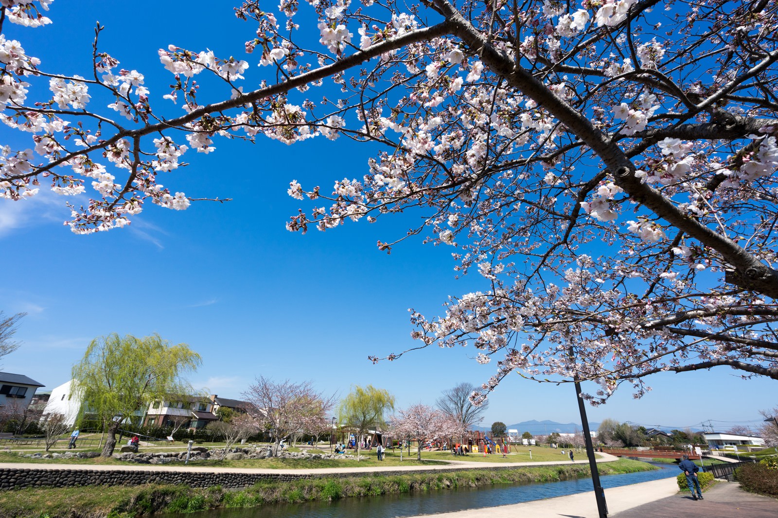 大刀洗公園の満開の桜と青空