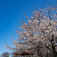 青空に咲く七分咲きの桜の木と春の季節風景の写真