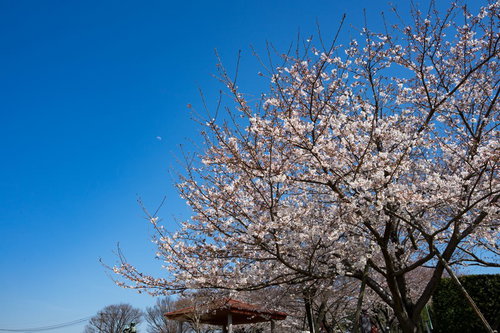 青空に咲く七分咲きの桜の木と春の季節風景